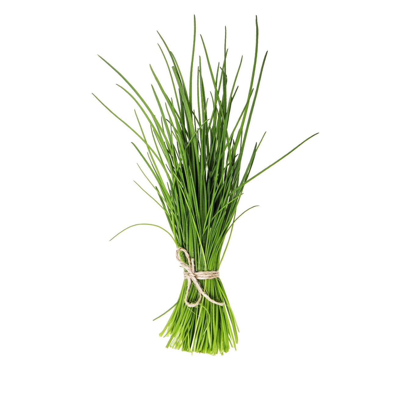 Chives
