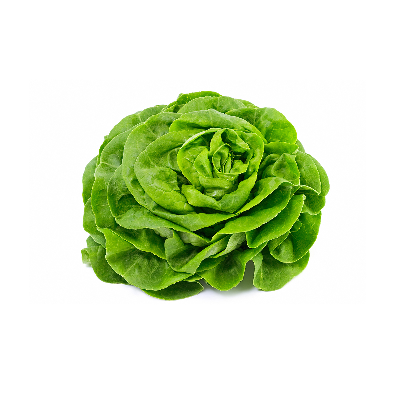 Lettuce, butterhead